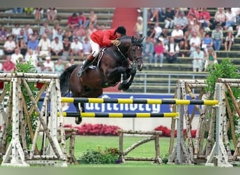 Belgisches Warmblut, Hengst, 34 Jahre