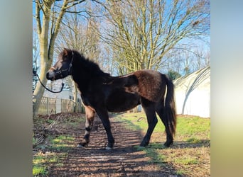 Dartmoor, Étalon, 2 Ans, 120 cm, Bai brun foncé