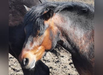 Dartmoor, Étalon, 3 Ans, 122 cm, Bai