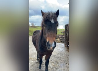 Dartmoor Croisé, Étalon, 3 Ans, 125 cm, Bai