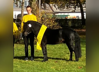 Dartmoor, Étalon, 3 Ans, 127 cm, Bai brun foncé