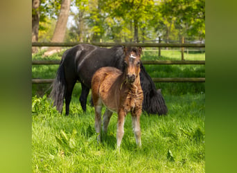 Dartmoor, Étalon, 11 Ans, 123 cm, Bai brun