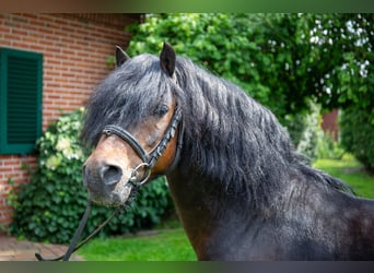 Dartmoor, Étalon, 11 Ans, 123 cm, Bai brun