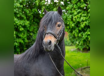 Dartmoor, Étalon, 15 Ans, 124 cm, Bai brun