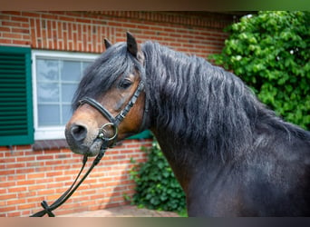 Dartmoor, Étalon, 11 Ans, 123 cm, Bai brun