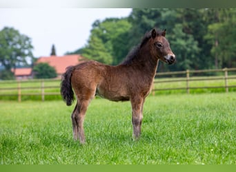 Dartmoor, Étalon, Poulain (04/2024), 126 cm, Noir