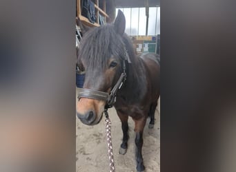 Dartmoor Mix, Gelding, 10 years, 13.1 hh, Bay-Dark