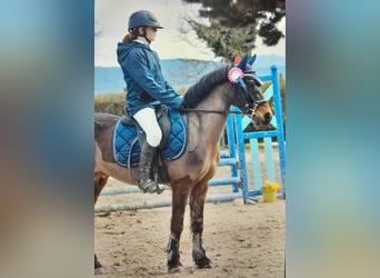 Dartmoor, Gelding, 12 years, 12.3 hh, Bay-Dark Dartmoor, Gelding, 12 years, 12.3 hh, Bay-Dark