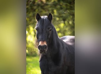 Dartmoor, Gelding, 14 years, 12,1 hh, Smoky-Black