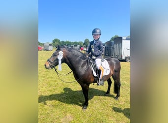 Dartmoor, Gelding, 17 years, 12 hh, Brown