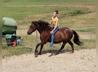 Dartmoor, Gelding, 19 years, 12.1 hh, Chestnut