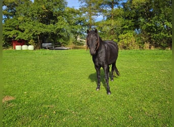 Dartmoor, Gelding, 3 years, 12 hh, Black