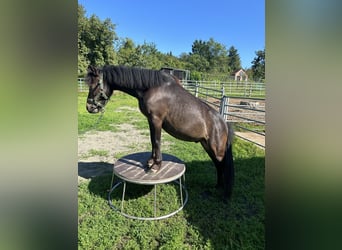 Dartmoor, Gelding, 4 years, 10.2 hh, Brown