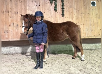 Dartmoor Mix, Gelding, 4 years, 11.2 hh, Chestnut-Red