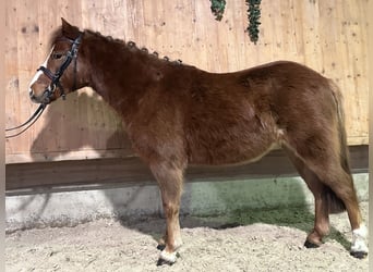 Dartmoor Mix, Gelding, 4 years, 11,2 hh, Chestnut-Red