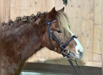Dartmoor Mix, Gelding, 4 years, 11,2 hh, Chestnut-Red