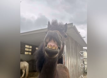 Dartmoor, Gelding, 5 years, 12,2 hh, Bay-Dark