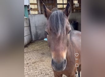 Dartmoor, Gelding, 5 years, 12,2 hh, Bay-Dark