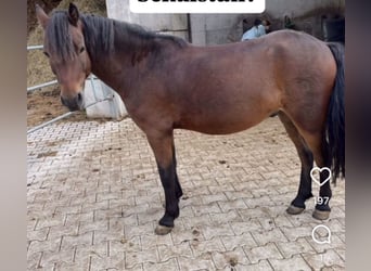 Dartmoor, Gelding, 5 years, 12,2 hh, Bay-Dark