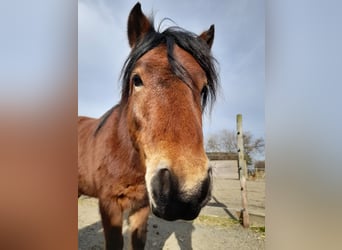 Dartmoor, Gelding, 6 years, 12,2 hh, Brown