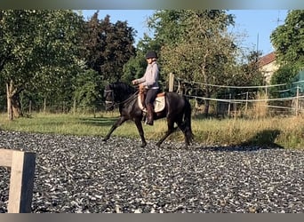 Dartmoor, Gelding, 7 years, 12,2 hh, Black