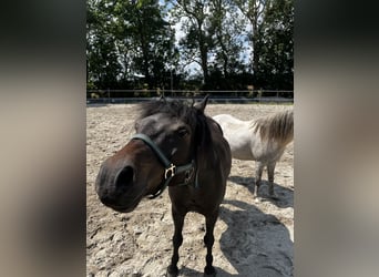 Dartmoor, Gelding, 9 years