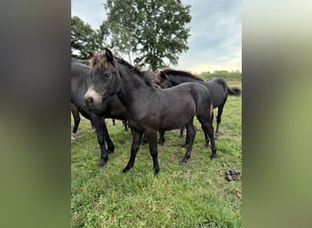 Dartmoor, Hengst, 13 Jaar, 121 cm, Donkerbruin