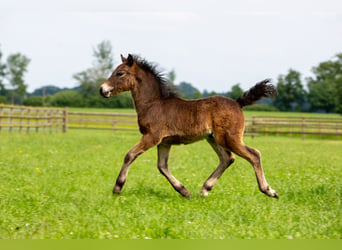 Dartmoor, Hengst, 1 Jaar, 126 cm, Zwart