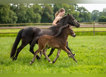 Dartmoor, Hengst, 1 Jaar, 126 cm, Zwart