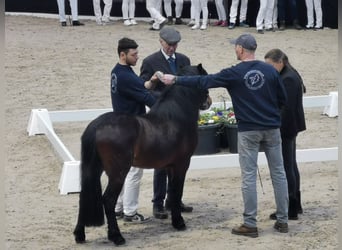 Dartmoor, Hengst, 3 Jaar, 122 cm, Bruin