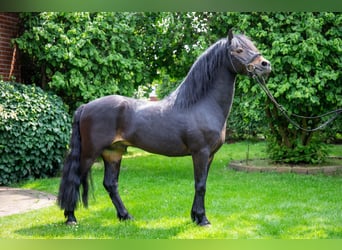 Dartmoor, Hengst, 15 Jaar, 124 cm, Donkerbruin