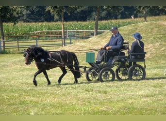 Dartmoor, Hengst, 11 Jaar, 123 cm, Donkerbruin