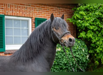 Dartmoor, Hengst, 15 Jaar, 124 cm, Donkerbruin