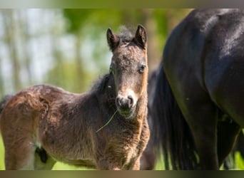 Dartmoor, Hengst, 11 Jaar, 123 cm, Donkerbruin