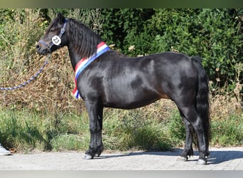 Dartmoor, Hengst, Fohlen (04/2026), 125 cm, Brauner