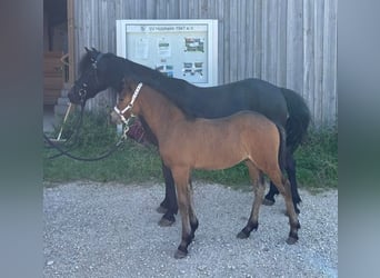 Dartmoor, Hengst, Veulen (05/2025), Bruin