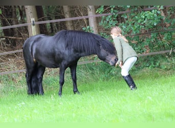 Dartmoor, Hingst, 6 år, 116 cm, Mörkbrun