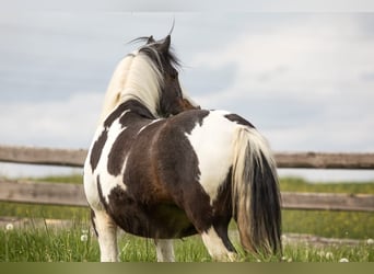 Dartmoor Croisé, Hongre, 12 Ans, 135 cm, Tobiano-toutes couleurs