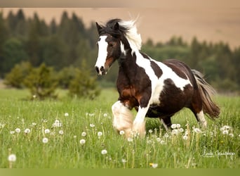 Dartmoor Croisé, Hongre, 12 Ans, 135 cm, Tobiano-toutes couleurs