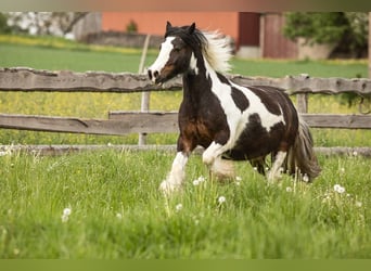 Dartmoor Croisé, Hongre, 12 Ans, 135 cm, Tobiano-toutes couleurs