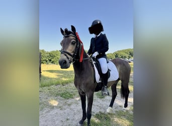 Dartmoor Croisé, Hongre, 15 Ans, 130 cm, Buckskin