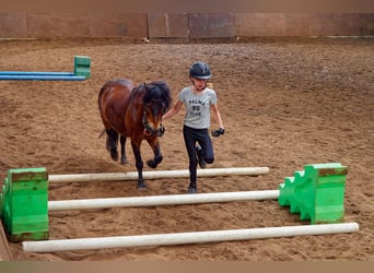 Dartmoor, Hongre, 17 Ans, 118 cm, Bai