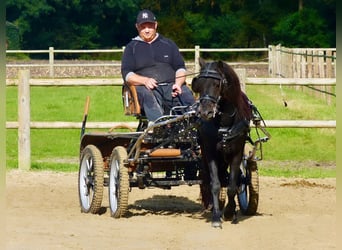 Dartmoor, Hongre, 3 Ans, 123 cm, Noir