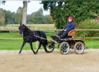 Dartmoor, Hongre, 3 Ans, 123 cm, Noir