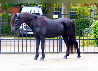 Dartmoor, Hongre, 3 Ans, 123 cm, Noir