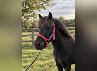 Dartmoor, Hongre, 4 Ans, 126 cm, Noir