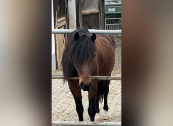 Dartmoor Croisé, Hongre, 4 Ans, 128 cm