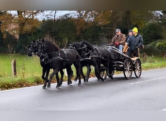 Dartmoor, Hongre, 5 Ans, 125 cm, Noir