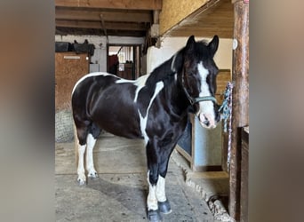 Dartmoor, Hongre, 9 Ans, 147 cm, Pinto