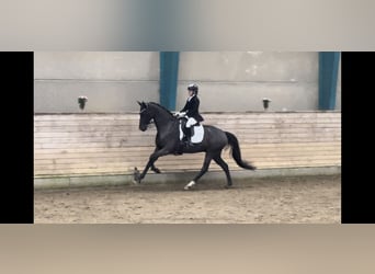 Dartmoor, Hongre, 9 Ans, 168 cm, Noir